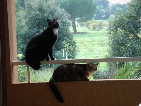 chats;ulysse;vénus;balcon;la croix-valmer